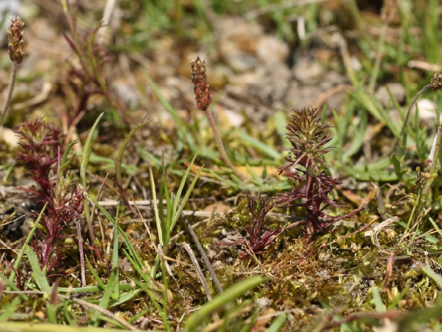 Triphysaria pusilla